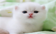 小奶猫声音嘶哑怎么回事?我来告诉你!