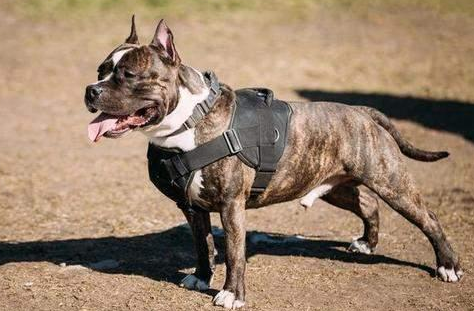 北京禁养犬种2023