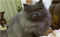 返祖蓝猫多少钱一只