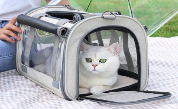 坐火车可以带宠物猫吗有宠物包 坐火车可以带宠物猫吗有宠物包