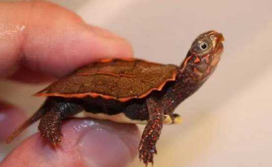 枫叶龟为什么越大越便宜