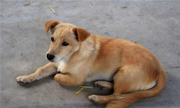 中华田园犬怎么喂养，看完再也不用愁了！