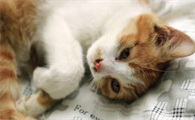 家猫什么情况下会携带狂犬病