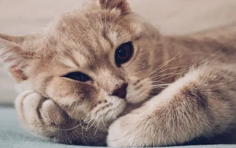 猫咪喜欢跟人交流吗为什么呢