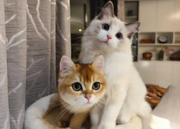 金渐层和布偶猫谁贵