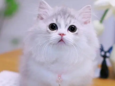 米努特猫多少钱一只