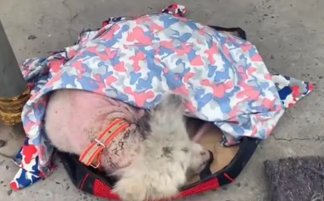 即便体无完肤，不被接纳，落魄的萨摩耶依然愿意相信人类