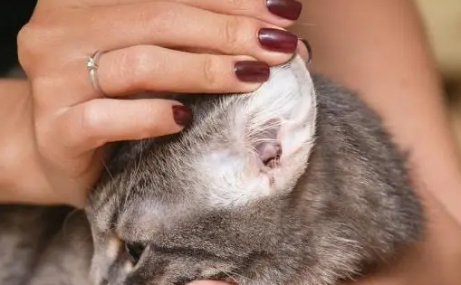 猫咪耳朵很脏为什么不洗呢