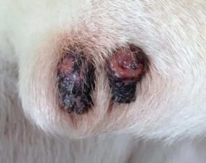 狗狗肉垫负伤行走瘸,狗脚掌灰黑色肉垫磨烂了 狗狗肉垫负伤行走瘸,狗脚掌灰黑色肉垫磨烂了