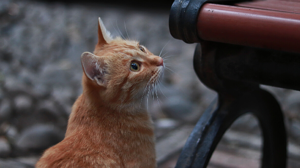 摸流浪猫会传染细菌吗?不懂的朋友来看看~ 摸流浪猫会传染细菌吗?不懂的朋友来看看~