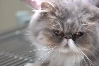 生病后猫咪被抛弃,失去了主人也失去了家 生病后猫咪被抛弃,失去了主人也失去了家