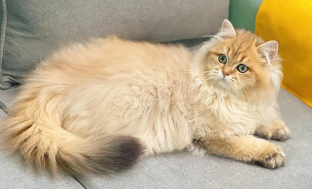 猫为什么不能送人必须给点钱 猫为什么不能送人必须给点钱