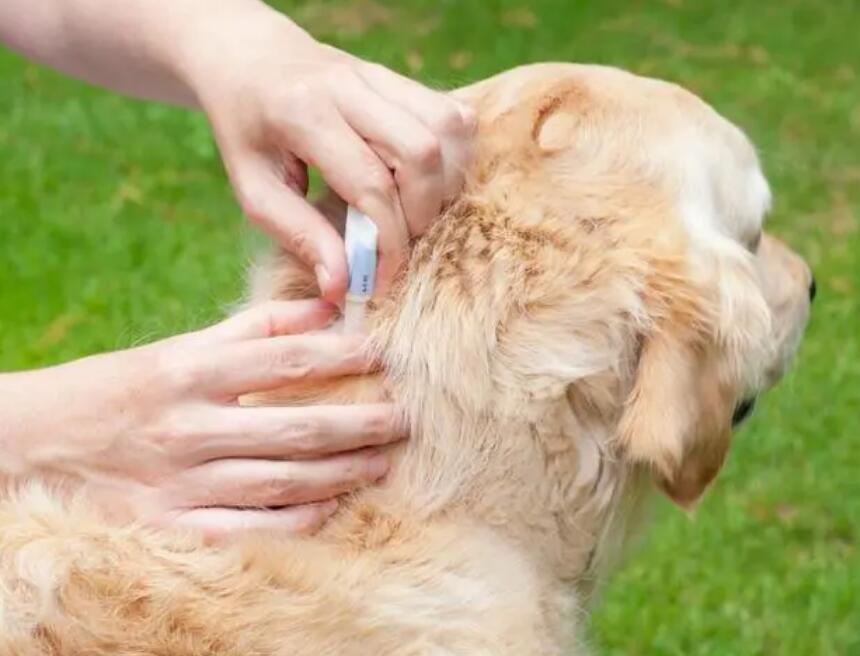 狗狗洗澡为什么会有虱子呢 狗狗洗澡为什么会有虱子呢