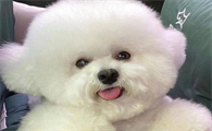 今日科普：帮狗狗清洗毛发时的常见问题有哪些