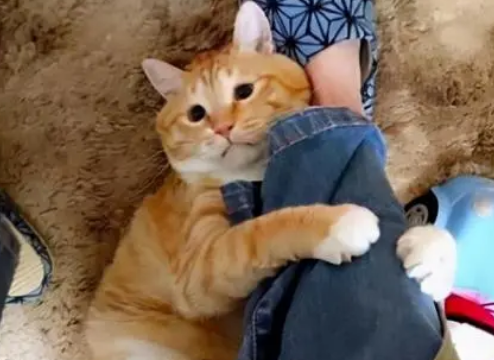 猫变得很粘人是在提醒什么吗