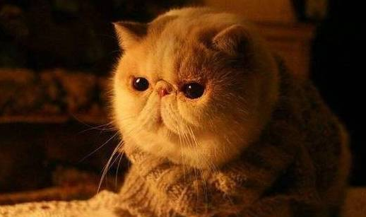 加菲猫去泪痕小窍门 加菲猫去泪痕小窍门