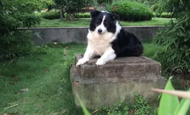 边牧两个月相当于人类多大?我来告诉你! 边牧两个月相当于人类多大?我来告诉你!