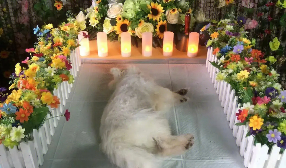 猫死之后千万不可埋葬