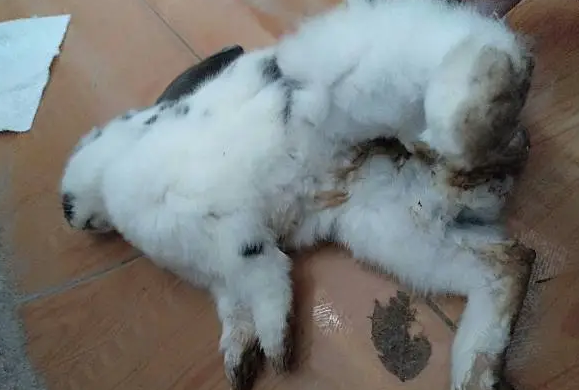 兔子拉软便要停食吗 兔子拉软便要停食吗