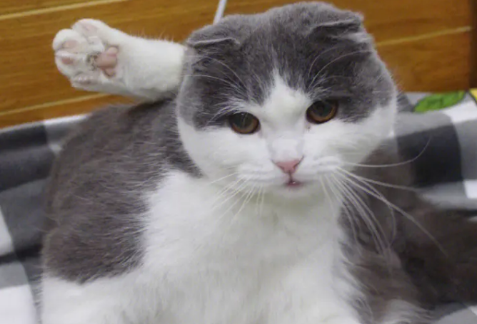 折耳猫的优缺点