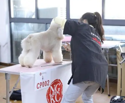 宠物美容c级考试的流程