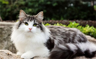 比较常见的猫品种有哪些啊
