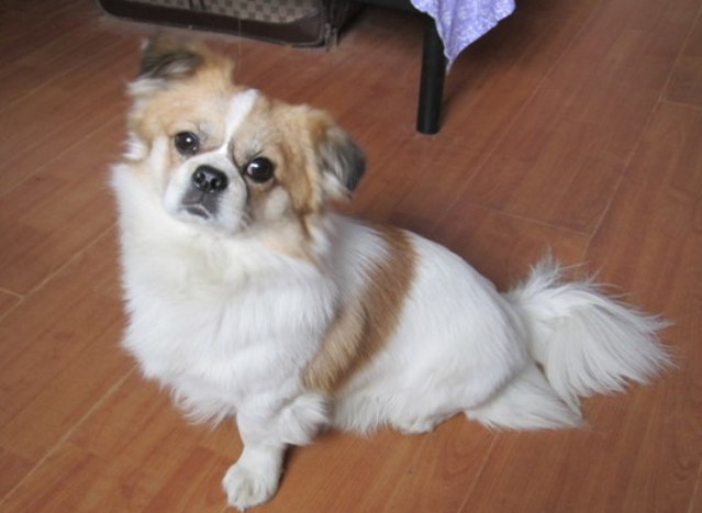 蝴蝶犬几个月开始认主人