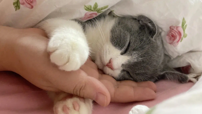 抱着猫睡觉对女性有什么危害 抱着猫睡觉对女性有什么危害
