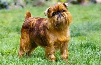 布鲁塞尔格里芬犬怎么护理？怎么护理它的毛发？