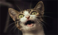 为什么夜里睡觉猫咪就叫个不停