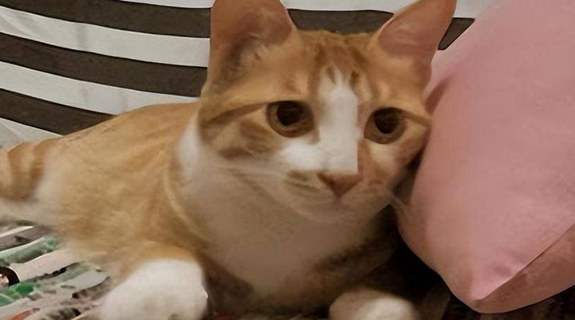 猫晚上叫打一顿就安静了 猫晚上叫打一顿就安静了