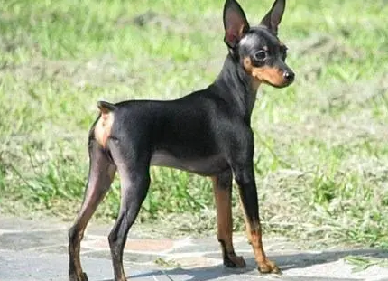小鹿犬如何驯养？来看看吧