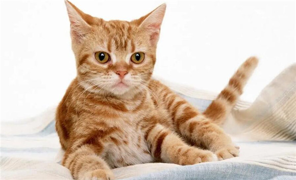 陌生猫咪主动靠近你示好是为什么