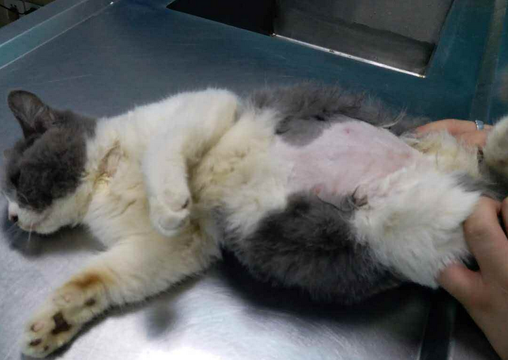 猫胀气症状 猫胀气症状