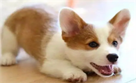 怎么挑柯基幼犬品相