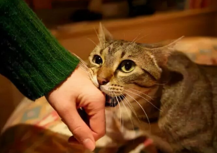 陌生的猫亲近你是好事吗 陌生的猫亲近你是好事吗