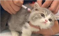 猫咪疫苗为什么要抢呢