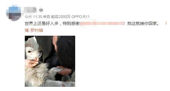 萨摩耶偷偷钻进后备箱跨城“穷游”,司机开门一瞬间让人笑岔气 萨摩耶偷偷钻进后备箱跨城“穷游”,司机开门一瞬间让人笑岔气