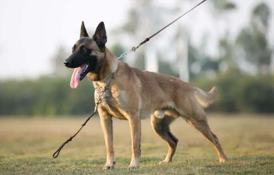 马犬有几个品种