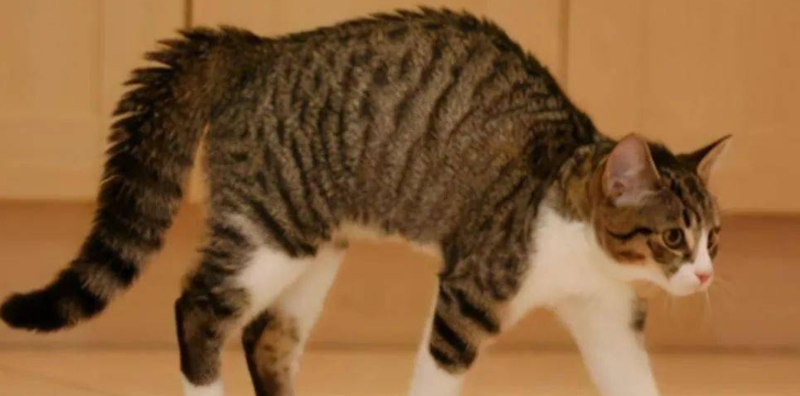 猫咪生气为什么会走路呢