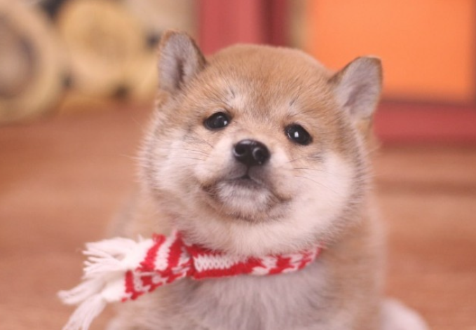 柴犬挑选规范,新手必读! 柴犬挑选规范,新手必读!