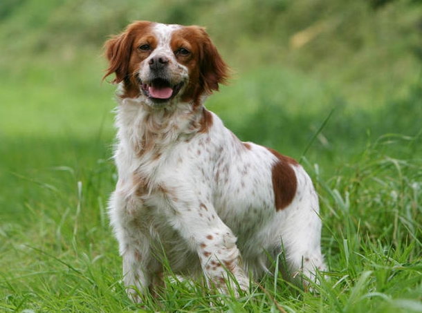 布列塔尼犬拉稀怎么办？这些方法要记牢