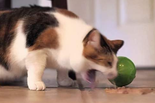 猫咪忽然呕吐把吃的东西都吐出来了
