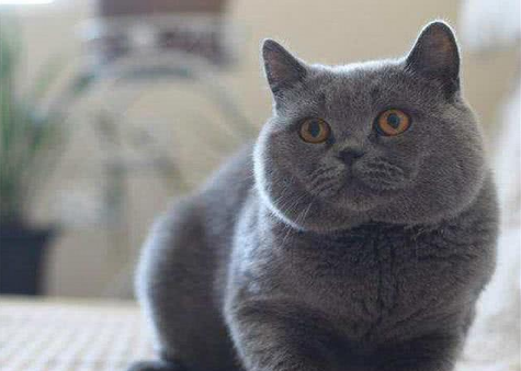 养蓝猫有什么好处