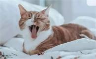 猫咪张嘴喘气是应激反应吗
