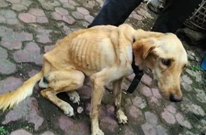 为什么狗狗不长肉很瘦的原因 为什么狗狗不长肉很瘦的原因