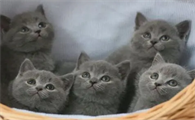 蓝猫好听的名字100个