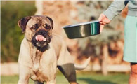 狗狗肥肉吃多了拉肚子