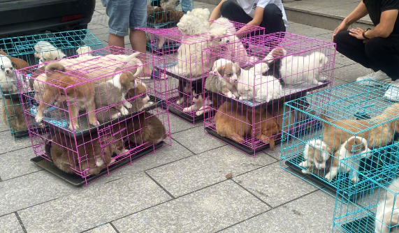 中国宠物消费市场分析 中国宠物消费市场分析