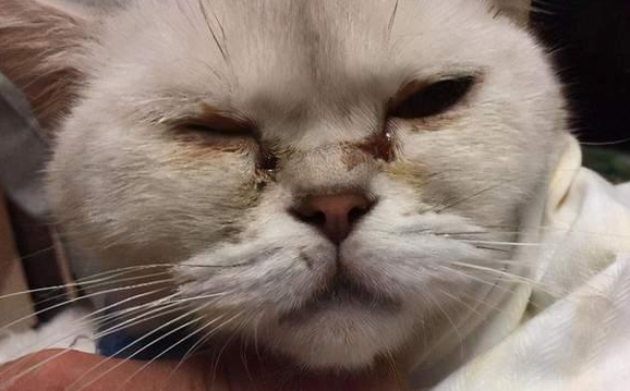 猫咪眼泪红褐色怎么治 猫咪眼泪红褐色怎么治